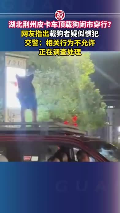 湖北荆州皮卡车顶载狗闹市穿行？网友指出载狗者疑似惯犯，交警：相关行为不允许，正在调查处理