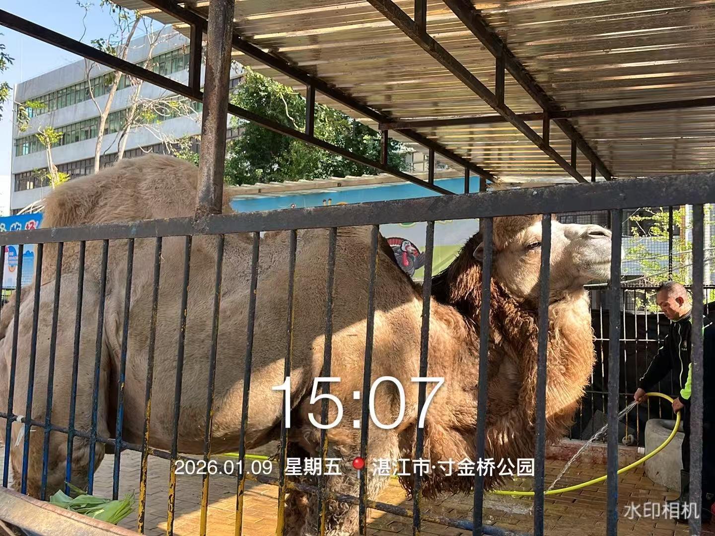 骆驼现状(受访者供图)