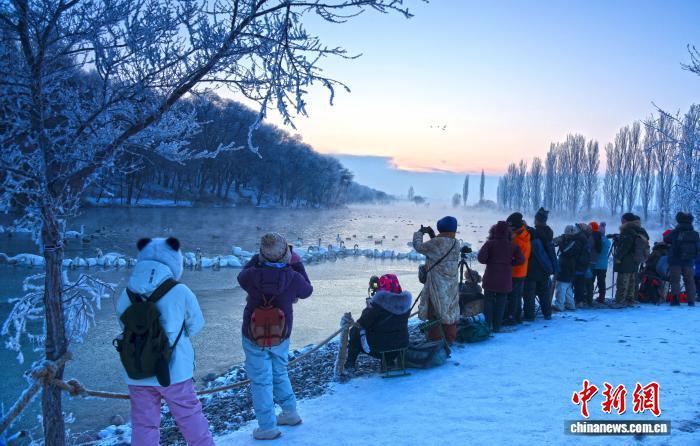 近日,伊宁县天鹅泉湿地公园的天鹅吸引游客拍照。伊宁县融媒体中心供图