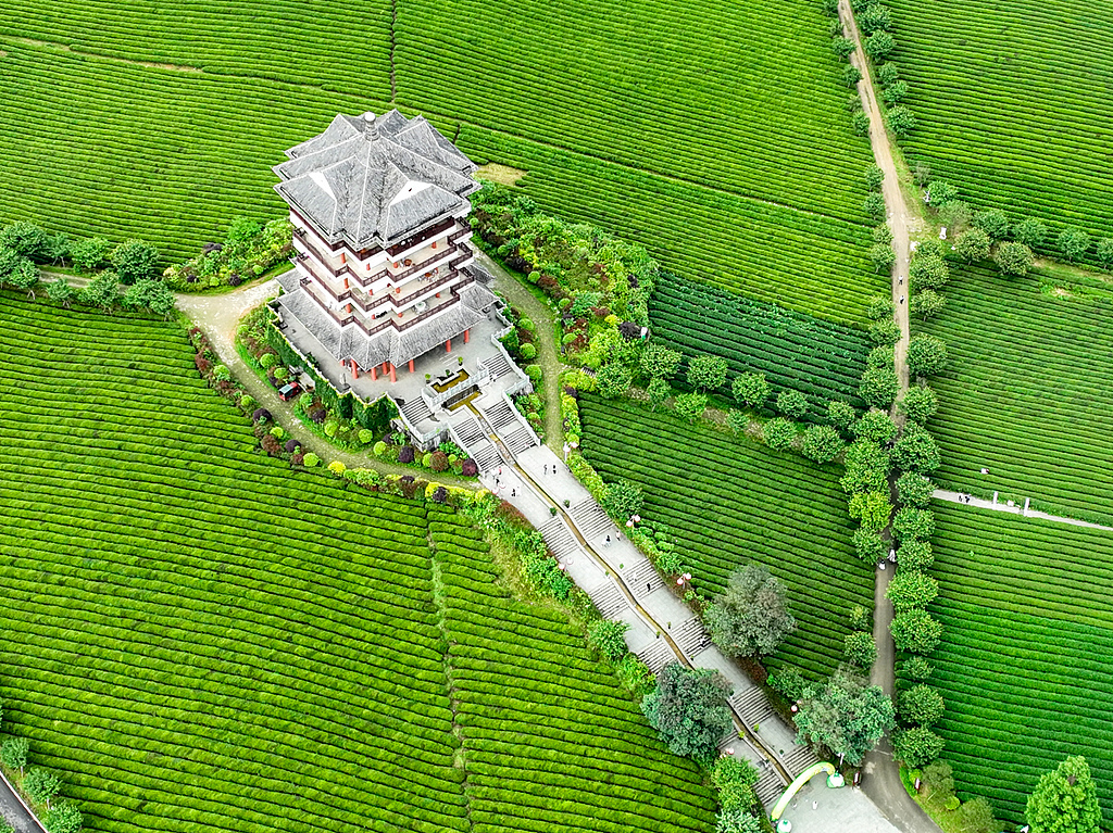 贵州省遵义市湄潭县,“中国茶海”景区 来源:视觉中国