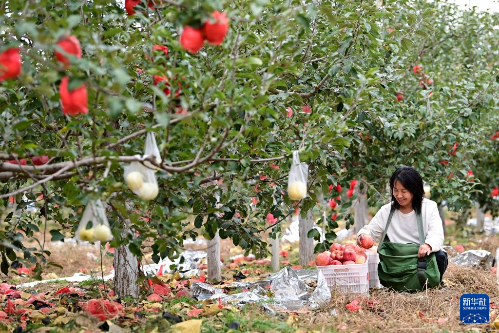 10月2日，吴起县南沟村村民周晓琴在自家果园采摘苹果。新华社记者 邹竞一 摄