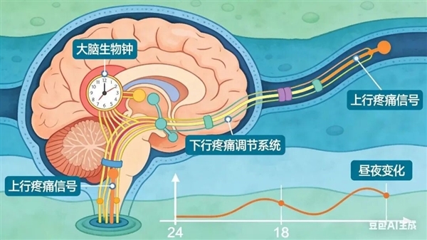 为啥一到更阑东说念主静难堪更难忍？瓦解无遗