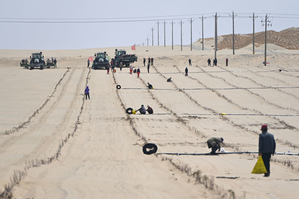 在新疆和田地区于田县阗东防沙治沙示范区，村民驾驶机械移栽玫瑰和黄芩，并铺设滴灌带（4月15日摄）。　 新华社记者 丁磊 摄