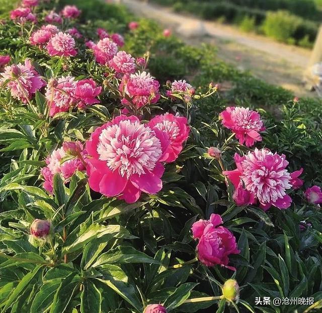 肃宁西泊庄秋景园(资料图片)