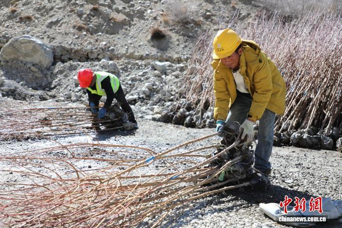 图为无人机运送的苗木。山南市委宣传部 供图