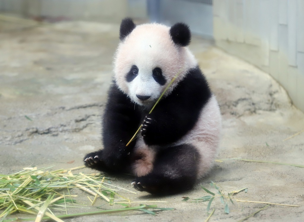 2017年12月18日,半岁的“香香”于次日与游客见面。