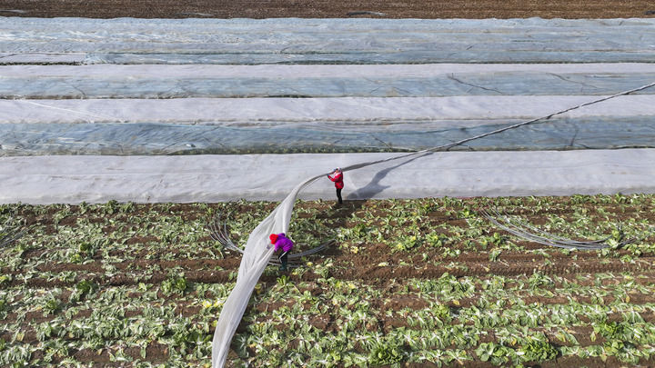 2025年12月11日，在山东省东营市广饶县李鹊镇，农民为作物覆盖防寒无纺布，应对寒潮（无人机照片）。新华社发（刘云杰 摄）