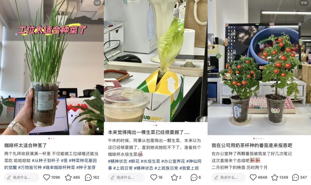 用外带杯种菜,也太合适了吧!(图/小红书截图)