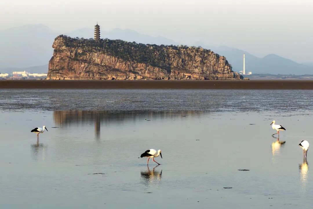 几只东方白鹳在江西省湖口县鄱阳湖鞋山水域栖息 / 新华社记者万象 摄