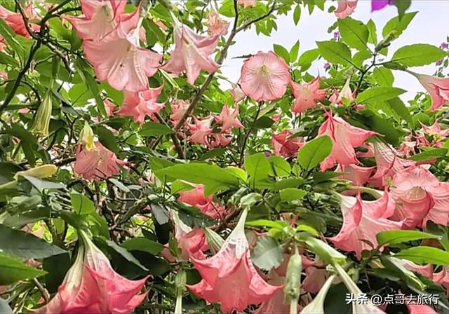 近观曼陀罗花