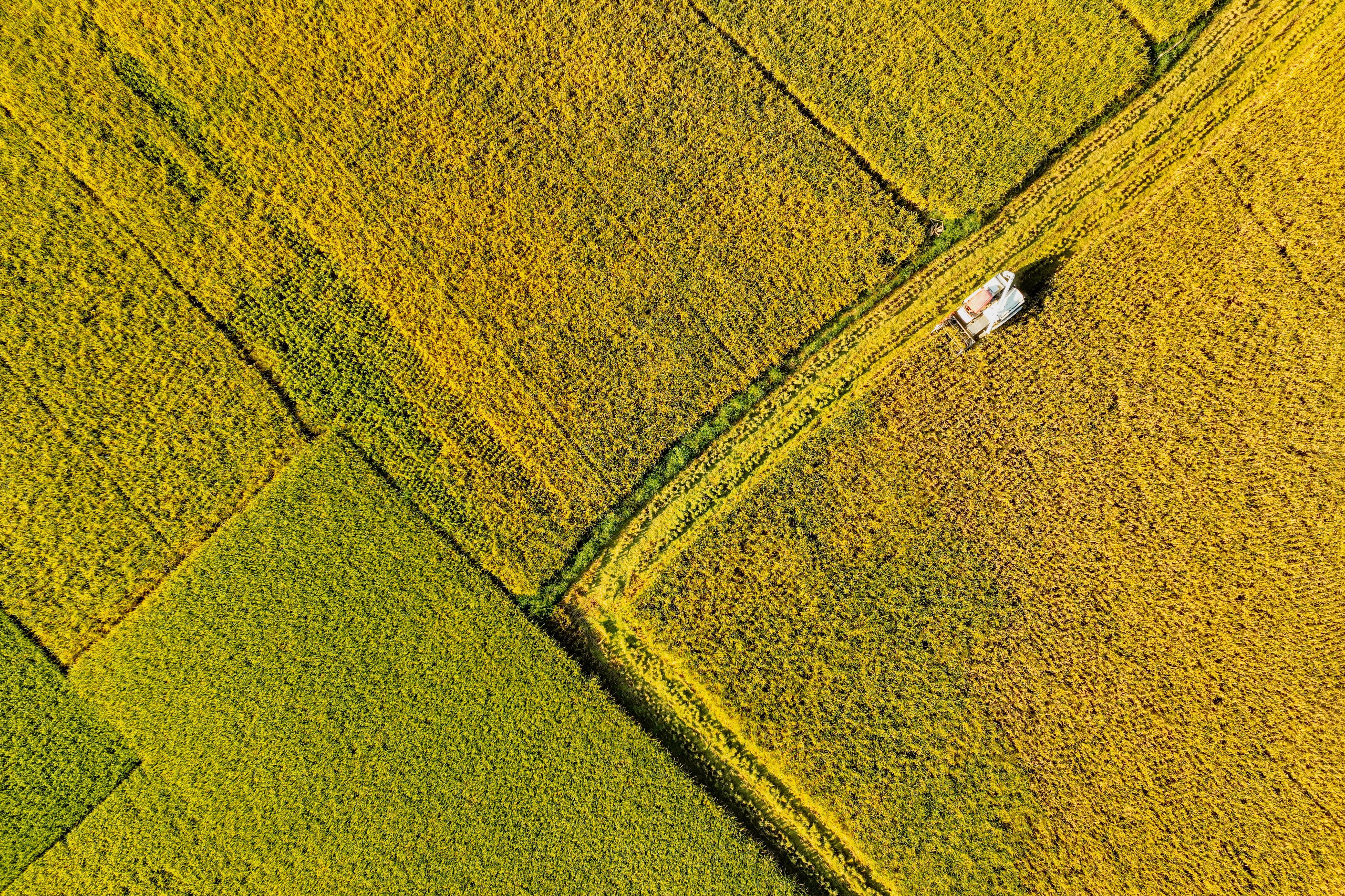 农业强,关键在科技,在新起点上,需进一步加强农业关键核心技术攻关和科技成果高效转化应用,大力发展“智慧农业”(金羊网图)