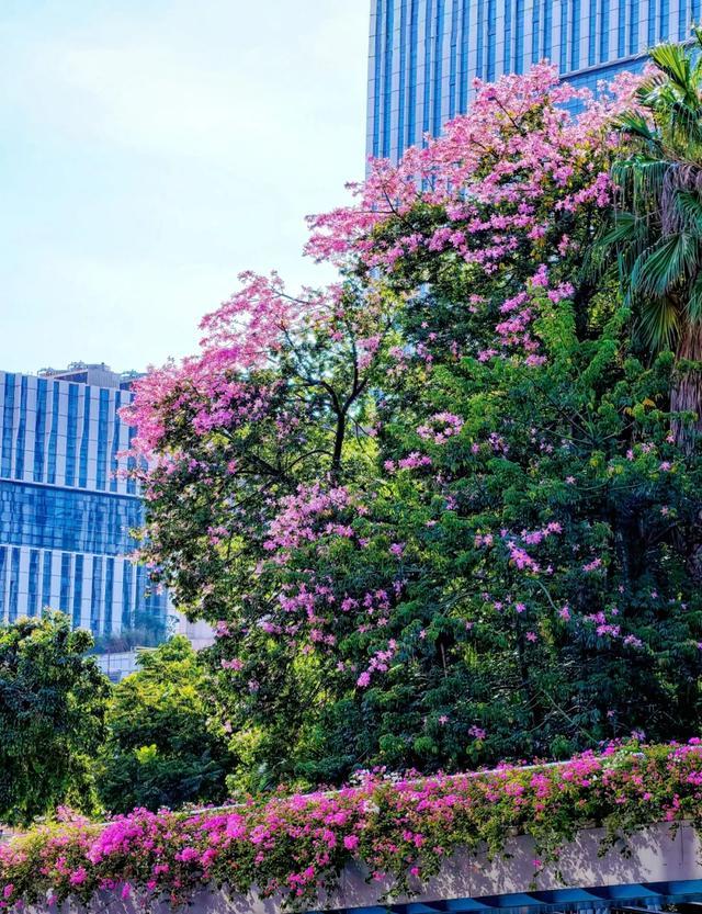 仙岳路 市绿化中心徐光辉摄