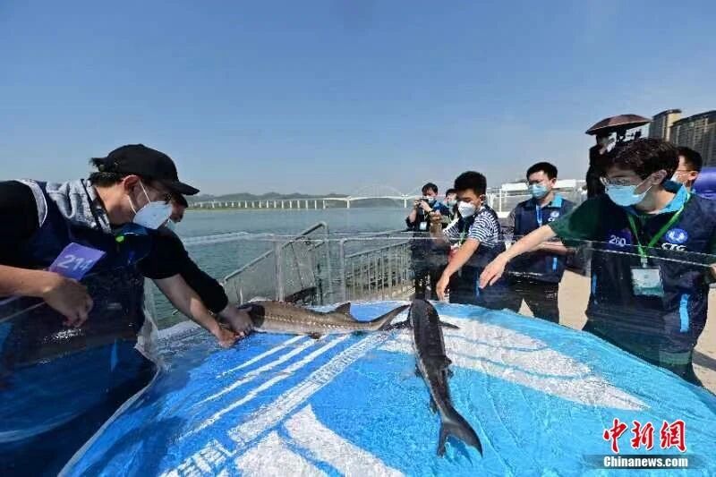 宜昌各界人士积极参与中华鲟放流活动。郭晓莹 摄