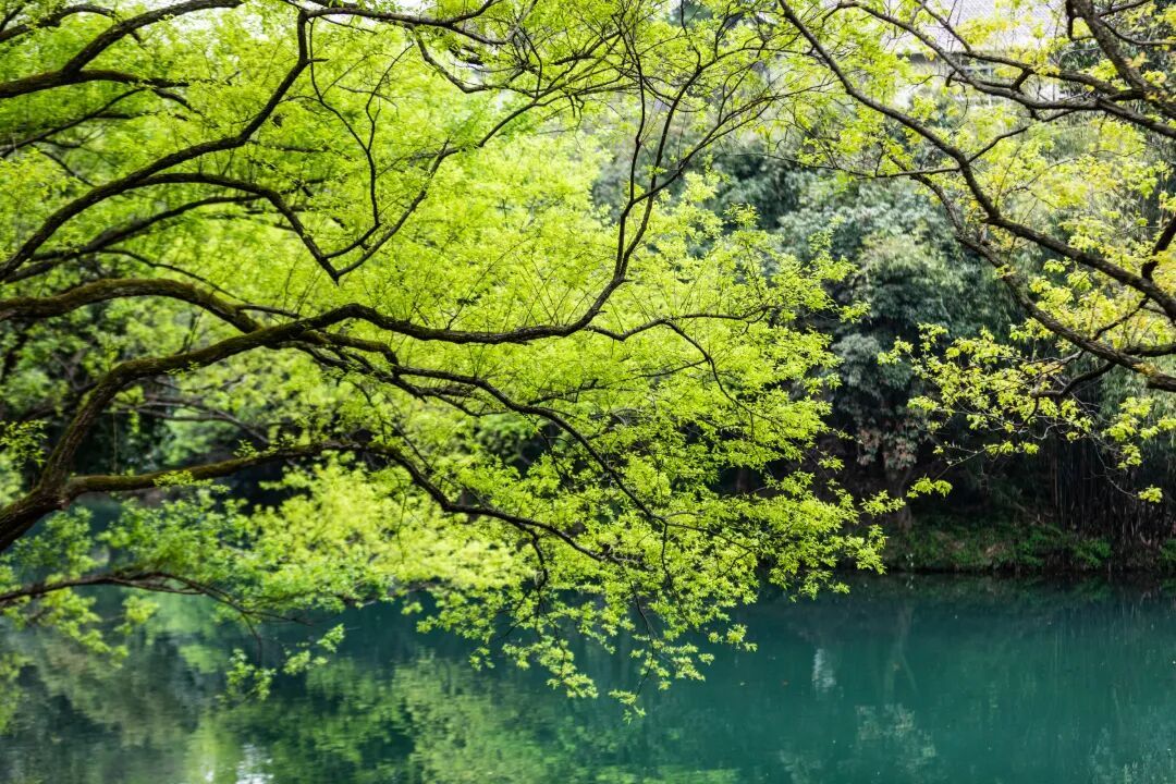摄图网_701055267_杭州西湖乌龟潭春色_(企业商用) (1).jpg