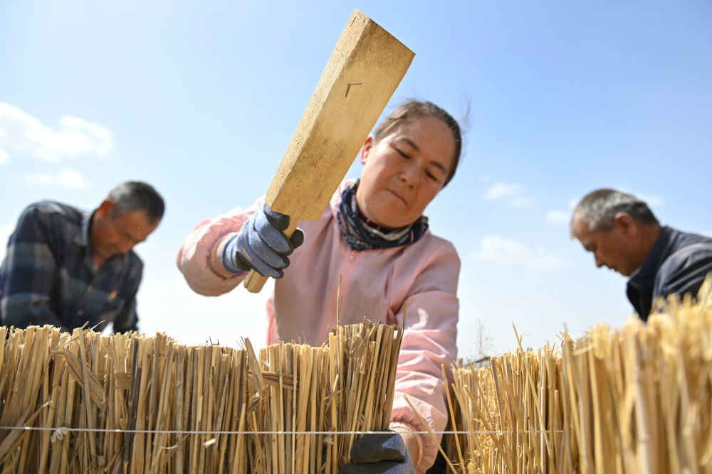 在新疆和田地区于田县阗东防沙治沙示范区，村民制作草方格（4月15日摄）。　 新华社记者 丁磊 摄