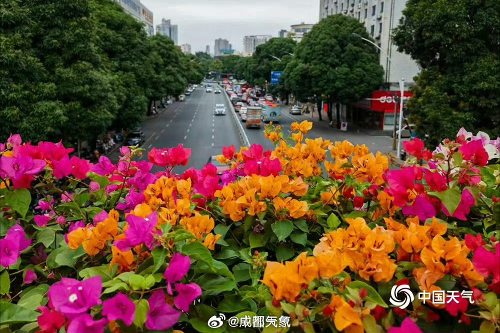 #被一株三角梅燃到了# 三角梅盛放的场景真是又美又壮观，隔着屏幕都是