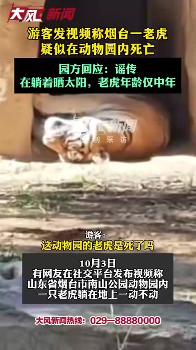 游客发视频称烟台一老虎疑似在动物园内死亡，园方回应：谣传，在躺着晒太阳，老虎年龄仅中年