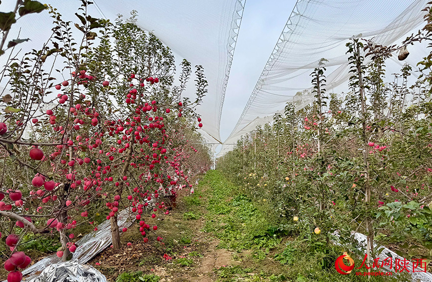果园的两行树间,左边是乔化密植果树,右边是新栽植的矮化密植果树。人民网记者 邹星摄