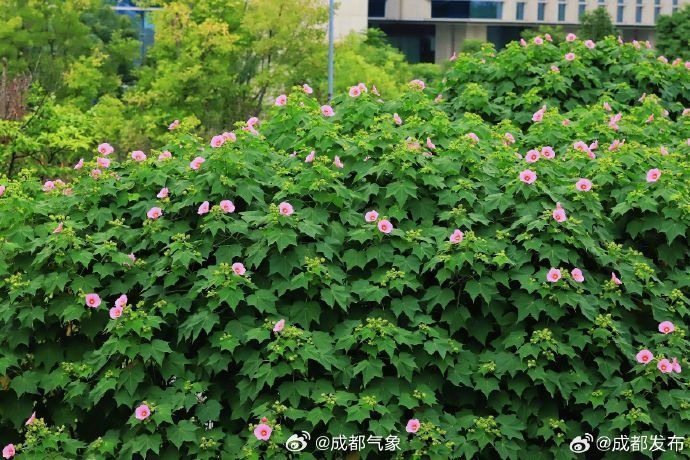 【#成都芙蓉进入最佳观赏期#！送你一片美景】进入秋天后，枝头上的热闹