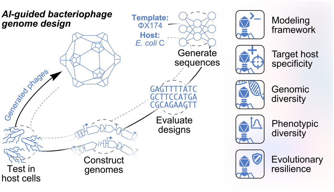 AI引导的噬菌体基因组设计流程/图源:Science