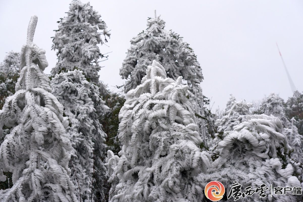 1月3日，在桂林市全州县白宝乡黄花岭绝美雾凇与浩瀚云海完美邂逅，构成震撼的自然奇观。 唐广东 摄