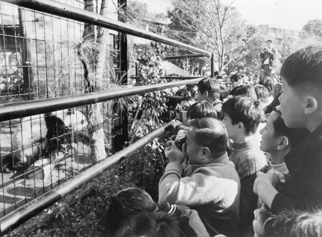 1972年11月5日,“康康”和“兰兰”在上野动物园第一次和观众见面。新华社 图