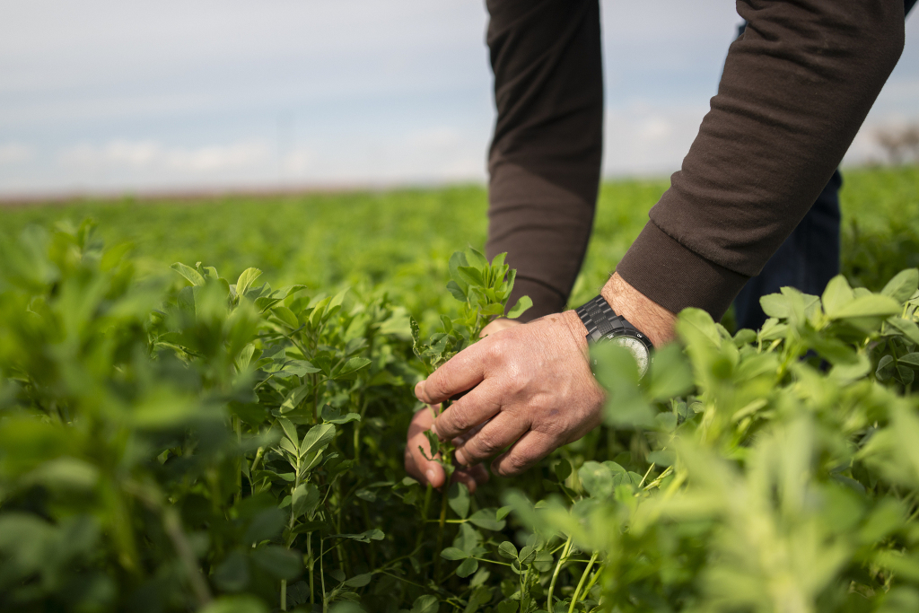 当地时间2026年3月10日,西班牙加泰罗尼亚地区莱里达省阿尔卡拉斯,农民在田间进行收割作业。据农业协会数据,中东地区冲突导致农用柴油和化肥价格上涨,西班牙农业部门每周额外增加4100万欧元成本。视觉中国 图