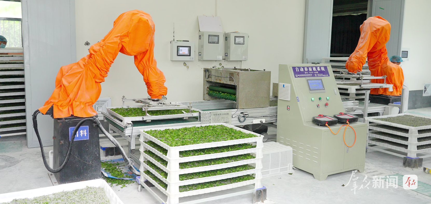 智能化养蚕工厂大幅提升了养殖效率。