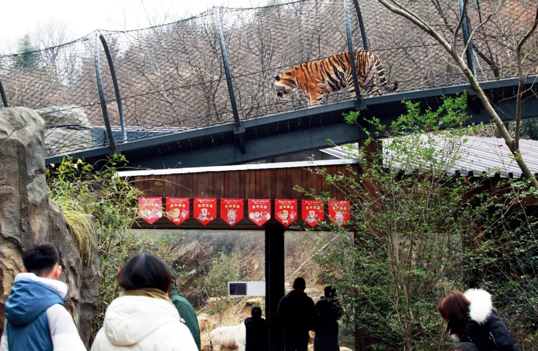 游客在南京红山森林动物园观赏。图/视觉中国