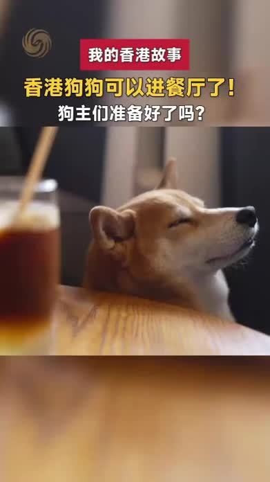 香港狗狗可以进餐厅了！狗主们准备好了吗？