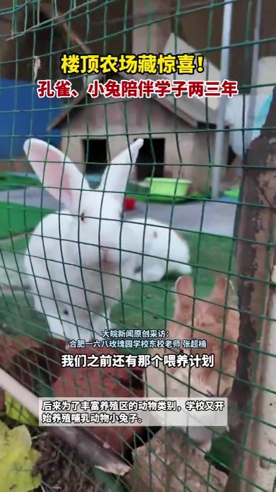 楼顶农场藏惊喜！孔雀、小兔陪伴学子两三年