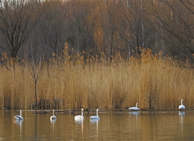 数只白天鹅聚集在奥林匹克森林公园南园奥海