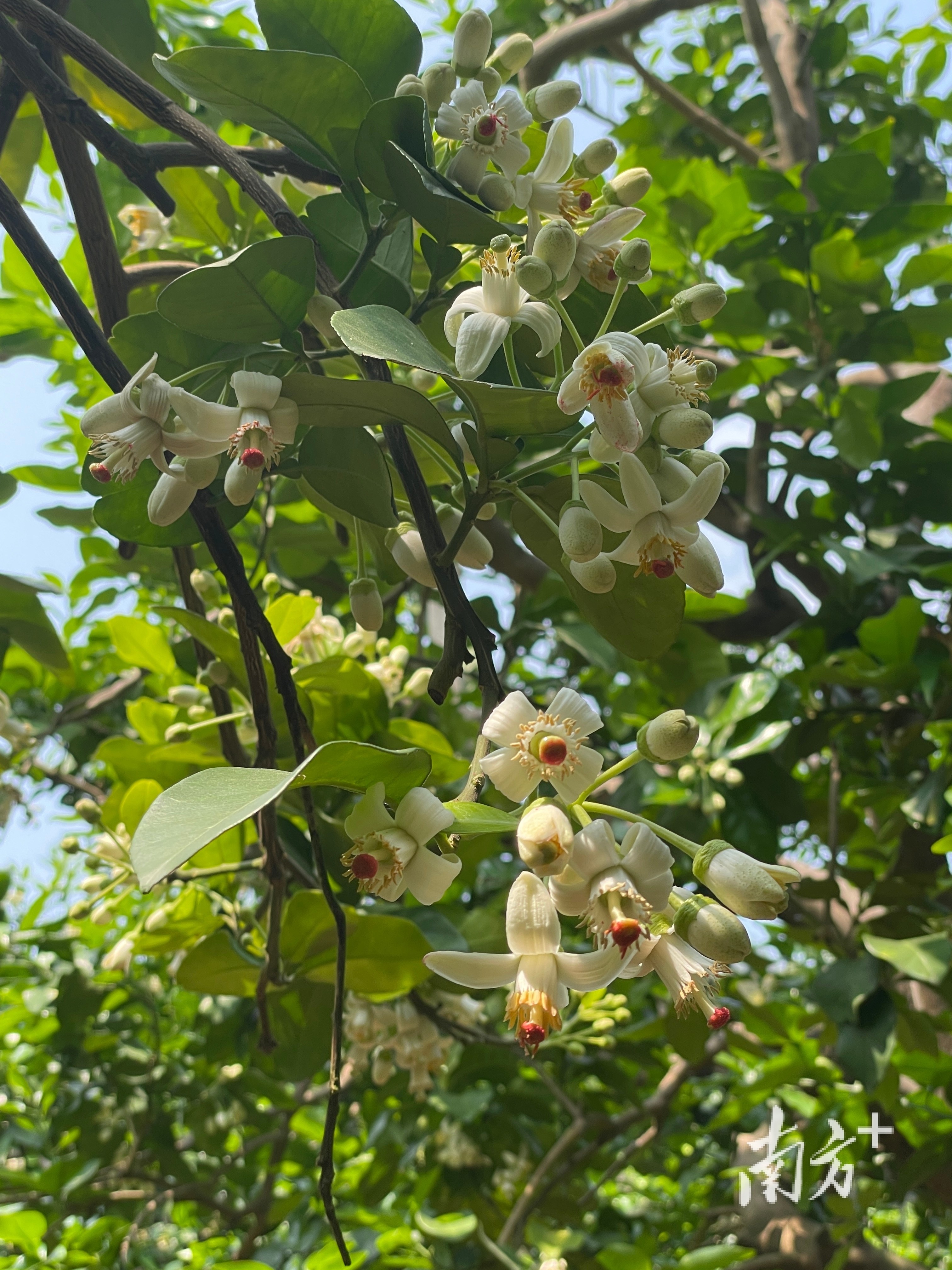 惊蛰时节，南福村的柚花陆续绽放，洁白无瑕的柚花藏于绿叶间。受访者供图
