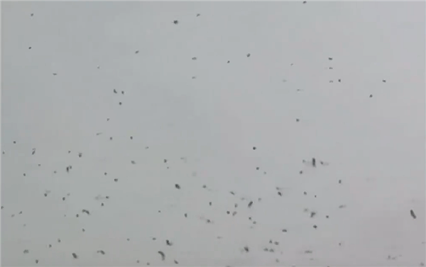 以色列城市上空惊现成千上万乌鸦 鸟类专家：常规季节性迁徙