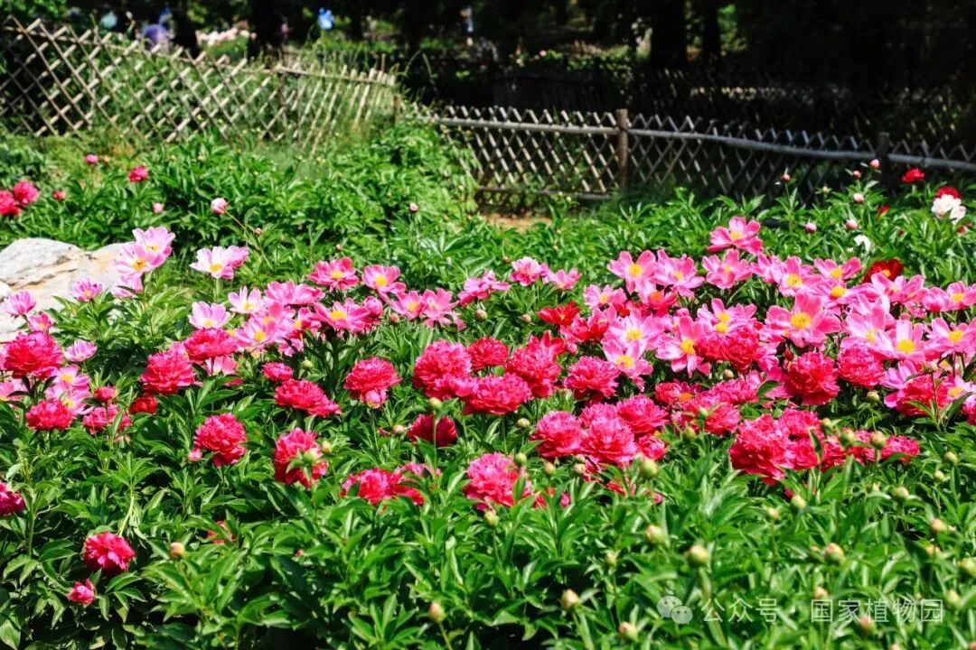 北京市公园处理中心-国度植物园（北园）芍药干预盛花期