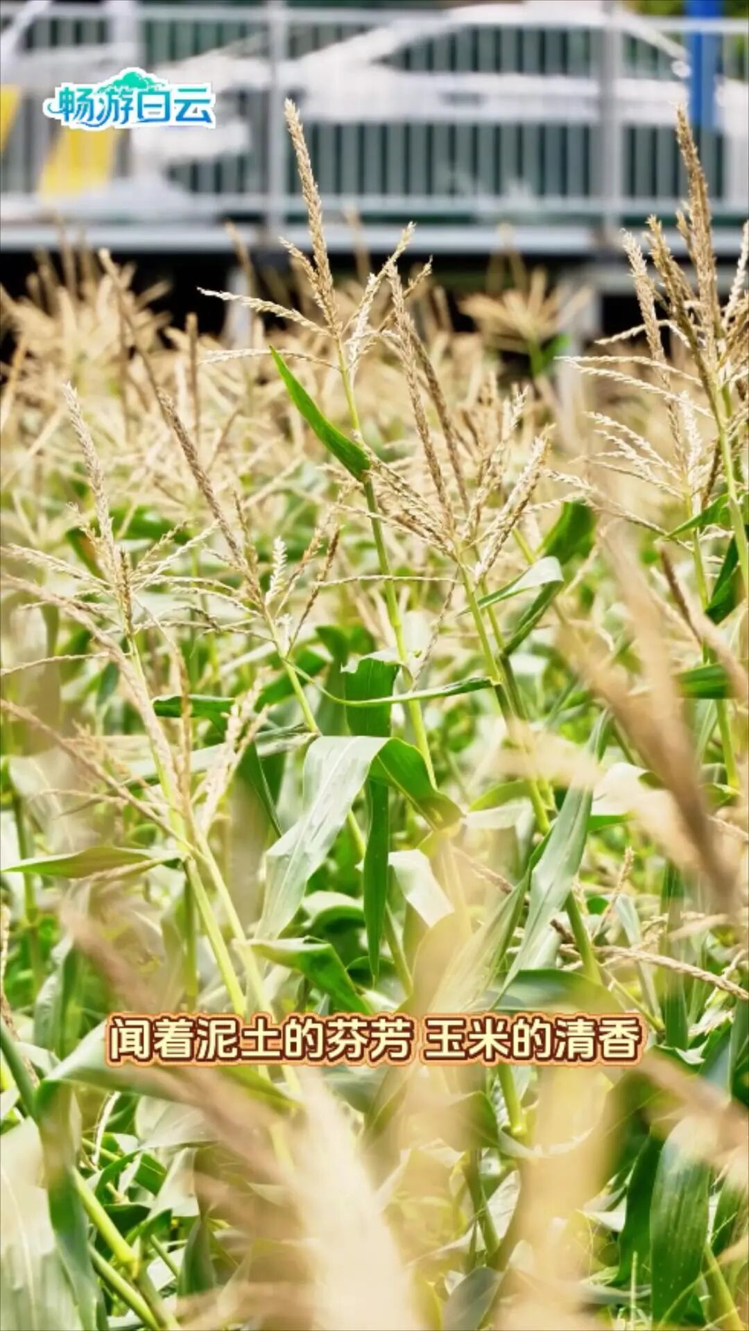 stodownload (1).mp4_20261003_205951436.jpg