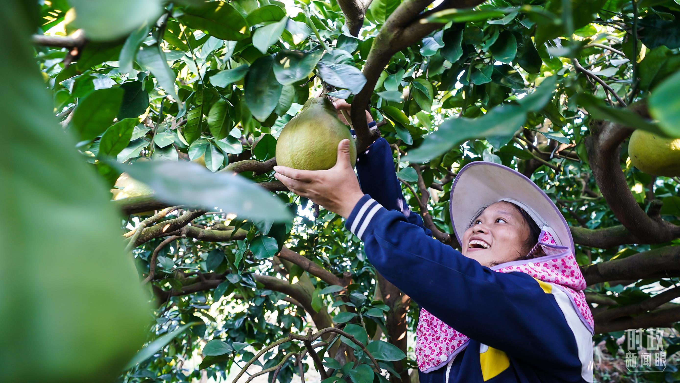 △金柚成为南福村乡亲们的致富果。（总台记者李晋拍摄）