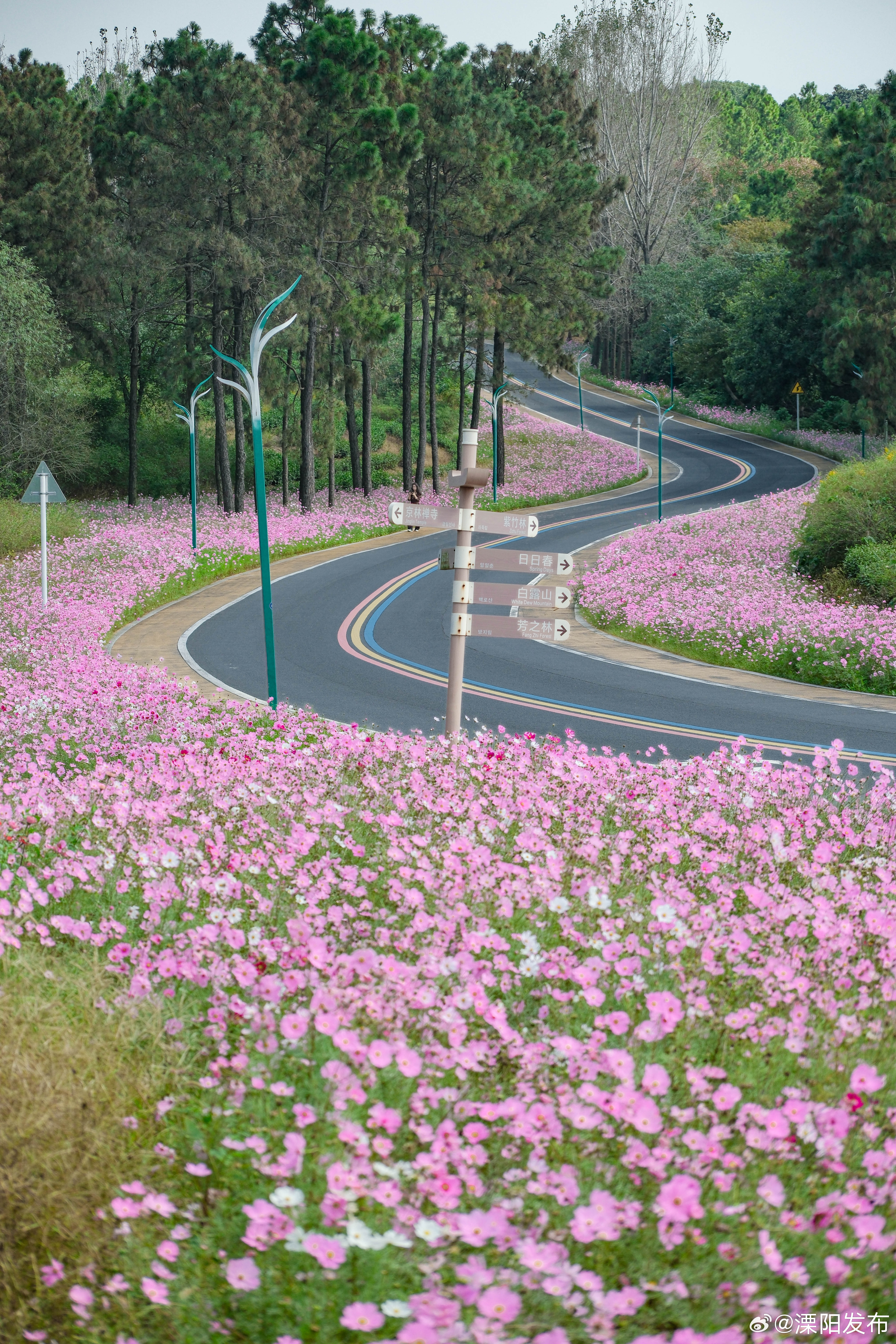 曹山格桑花连片盛开引客来 近日，溧阳曹山旅游度假区格桑花海迎来最佳赏