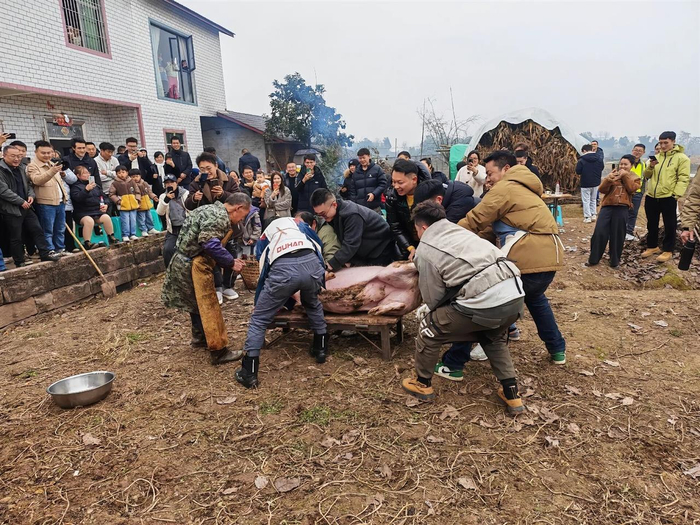 重庆网友呆呆家杀猪现场。