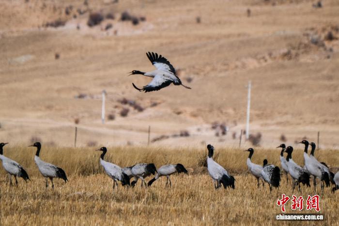 2月8日，在西藏林周县春堆乡卡东村周边越冬的黑颈鹤群。 中新社记者 江飞波 摄