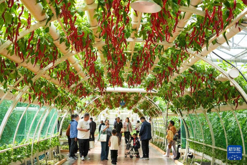 第二十七届菜博会启示录——绿色、科技与未来农业的寿光答卷-展超网