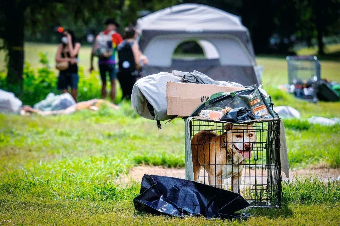 ·当地时间2025年8月14日,美国华盛顿特区,一处无家可归者营地被清理,一只狗从笼子里望向外面。(视觉中国)