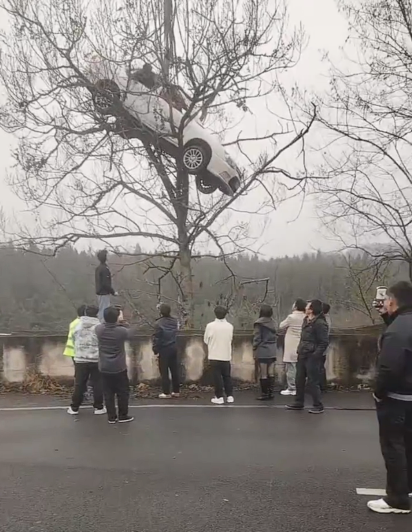 真不是AI制作！一轿车开上大树：有人被困车内