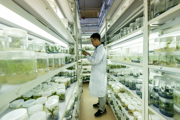 2023年9月27日，中国西南野生生物种质资源库工作人员在查看植物离体种质材料。新华社记者 陈欣波 摄