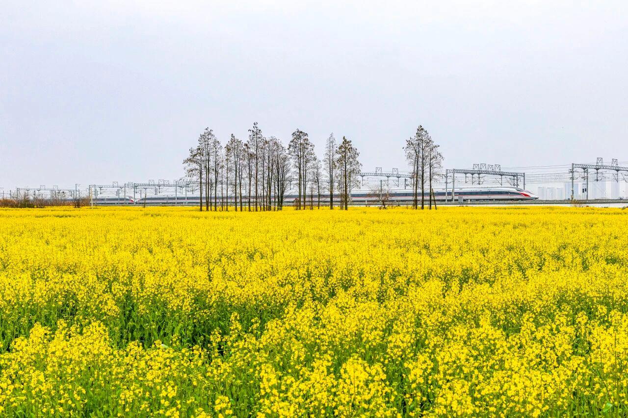 △南昌东站附近，复兴号行驶在油菜花海中。