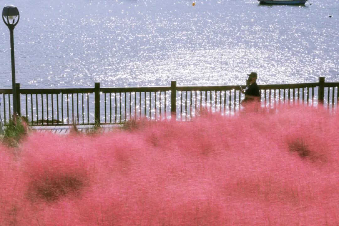 摄图网_701460906_山东烟台粉黛草花海旁的海_(企业商用).jpg