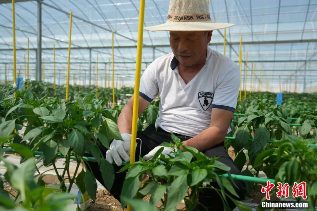 图为鸡泽县椒农正在对辣椒植株进行整枝工作。 中共鸡泽县委宣传部供图