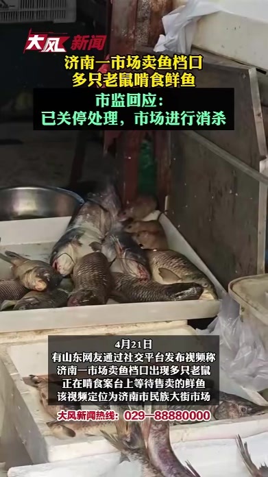 济南一市场卖鱼档口多只老鼠啃食鲜鱼，市监回应：已关停处理，市场进行消杀