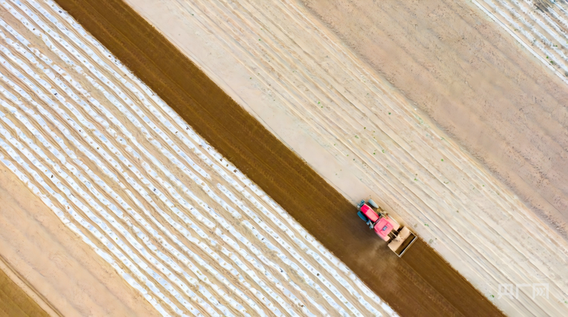 农机穿梭在田野间（央广网发 张文军 摄）