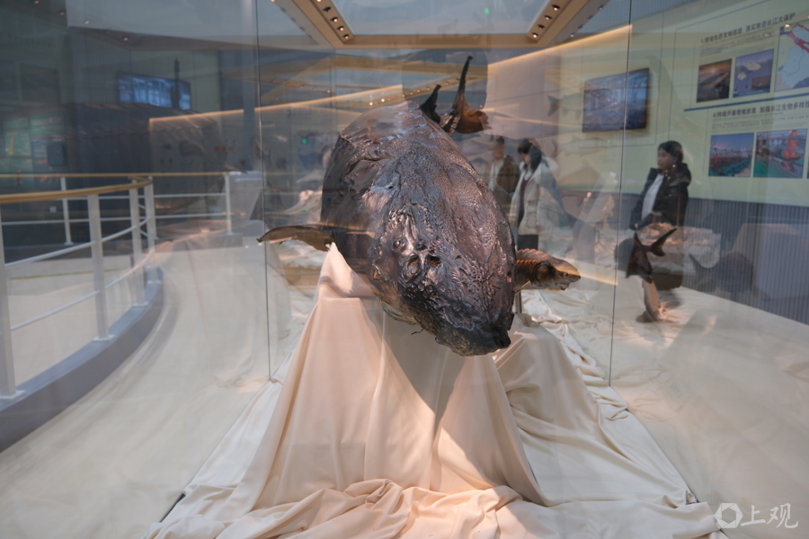 水野中心内科普馆的“镇馆之宝”，是一尾中华鲟标本。它长3.5米，重350公斤。2007年7月17日在金山区杭州湾水域误入渔网受伤，经全力救治成功存活1232天，在2010年12月1日死亡，创下当时国内抢救救治中华鲟最长存活纪录 郜阳 摄